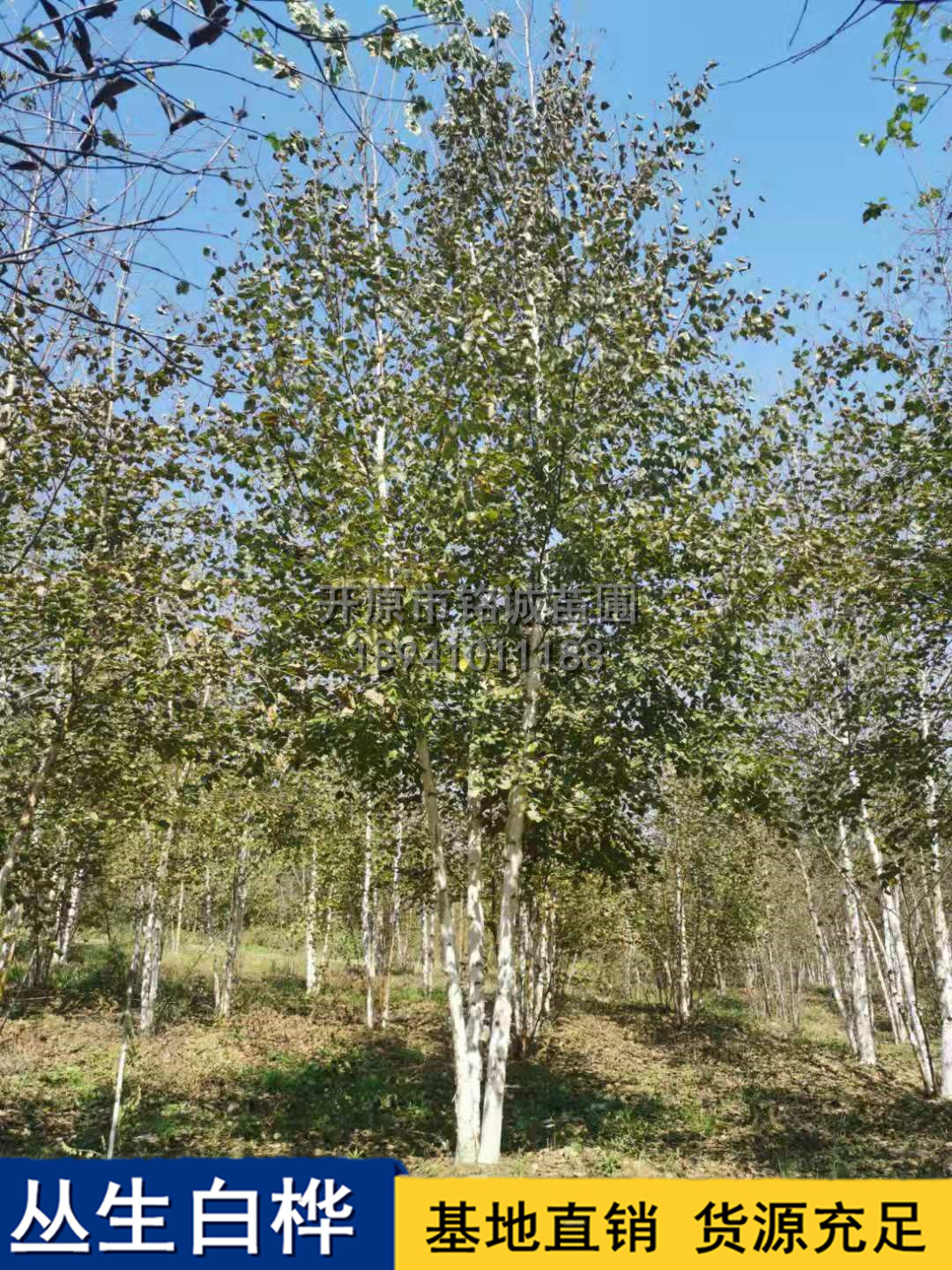 長(zhǎng)期供應(yīng)叢生白樺樹種植基地，遼寧優(yōu)質(zhì)叢生白樺樹基地直銷，遼寧叢生白樺樹供應(yīng)商