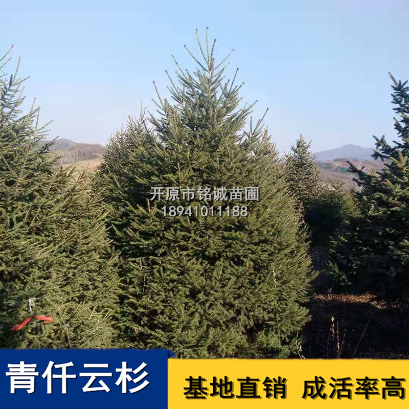 長(zhǎng)期供應(yīng)青仟云杉苗種植基地，遼寧優(yōu)質(zhì)青仟云杉苗批發(fā)價(jià)，鐵嶺哪里有青仟云杉苗賣