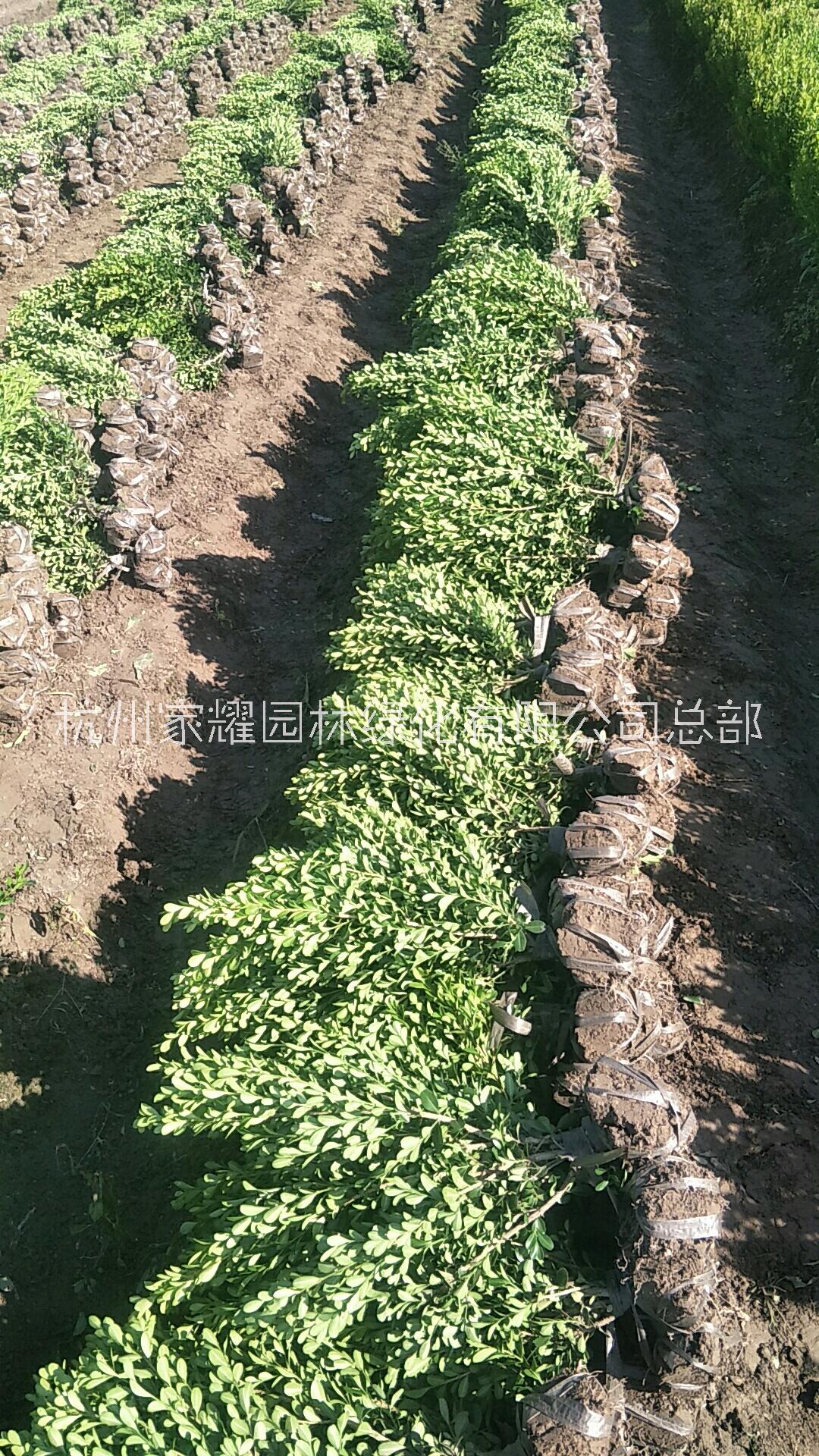 瓜子黃楊種植，瓜子黃楊銷售，瓜子黃楊基地，瓜子黃楊價格