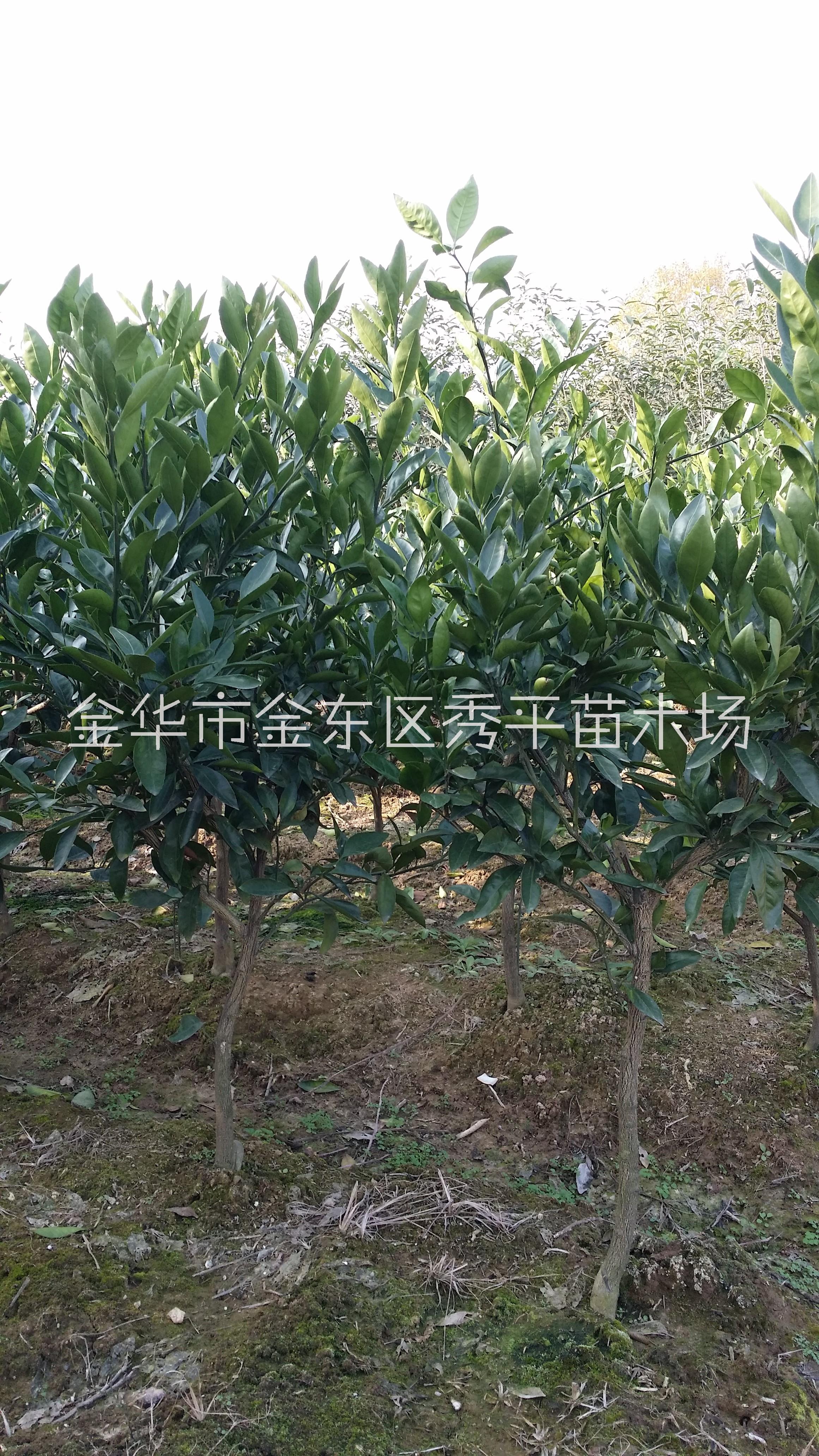 供應(yīng)早熟桔子苗 2公分早熟蜜桔苗