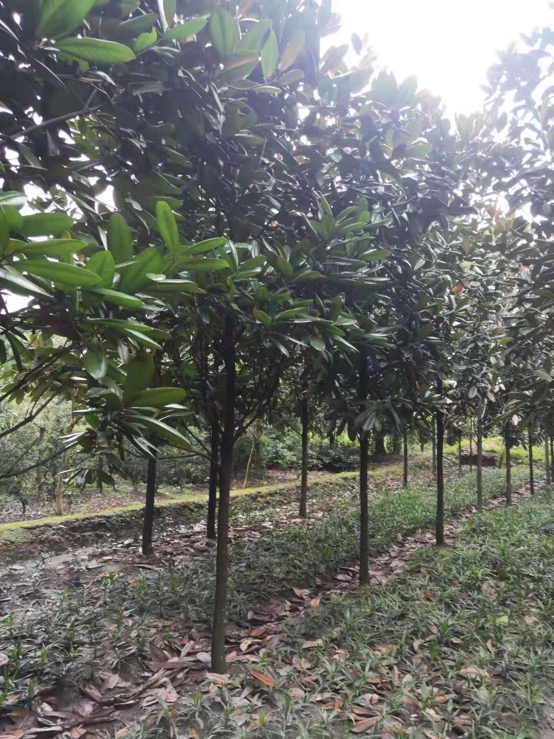 成都廣玉蘭銷售 四川廣玉蘭供應 成都廣玉蘭批發(fā)