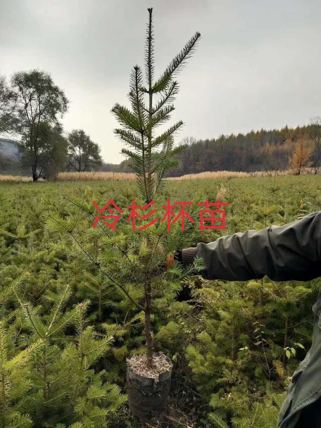 東北冷杉杯苗，基地直銷，綠化苗木，冷杉價格
