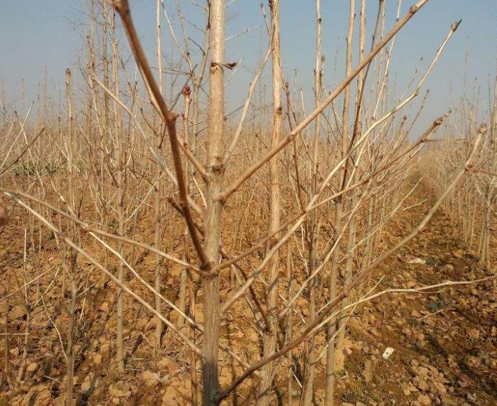 山東銀杏樹種植批發(fā)價(jià)格