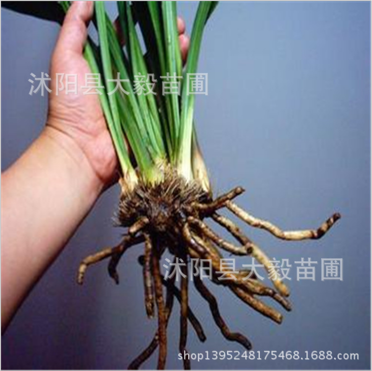 江蘇蘭花室內(nèi)盆栽廠家-供應(yīng)商-批發(fā)