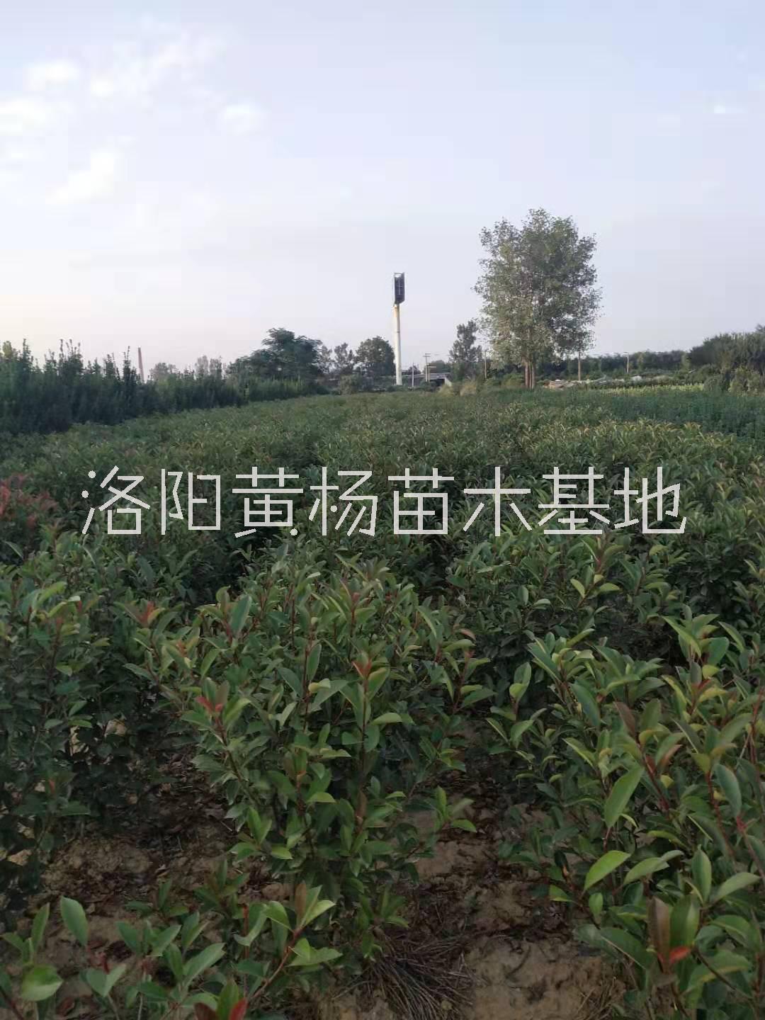 批發(fā)紅葉石楠80毛球-各種規(guī)格紅葉石楠價(jià)格-河南苗圃基地