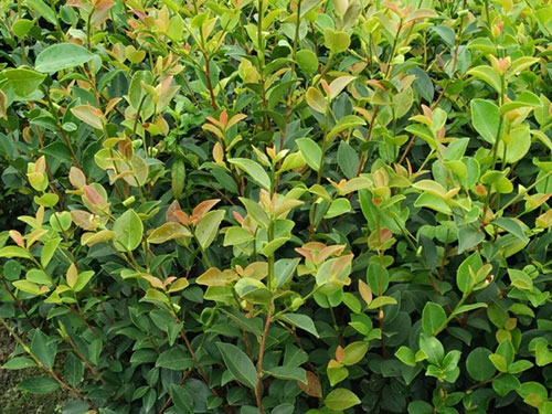 湖南油茶苗價(jià)格 大型種植基地