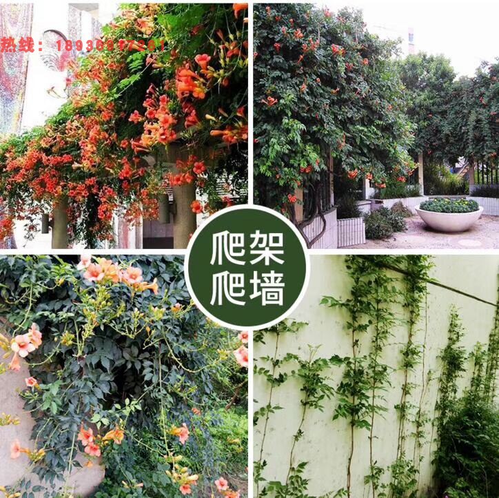 凌霄花訂購