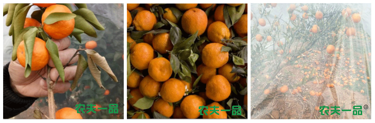 農(nóng)夫一品——會呼吸的防寒布