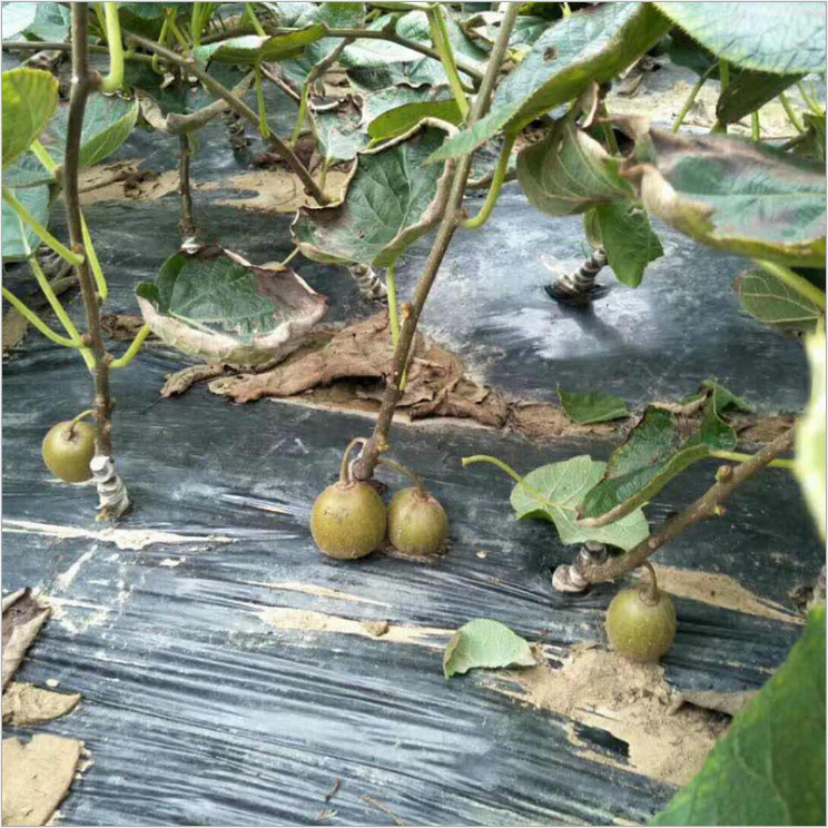 四川徐香獼猴桃苗廠家-供應(yīng)商-批發(fā)