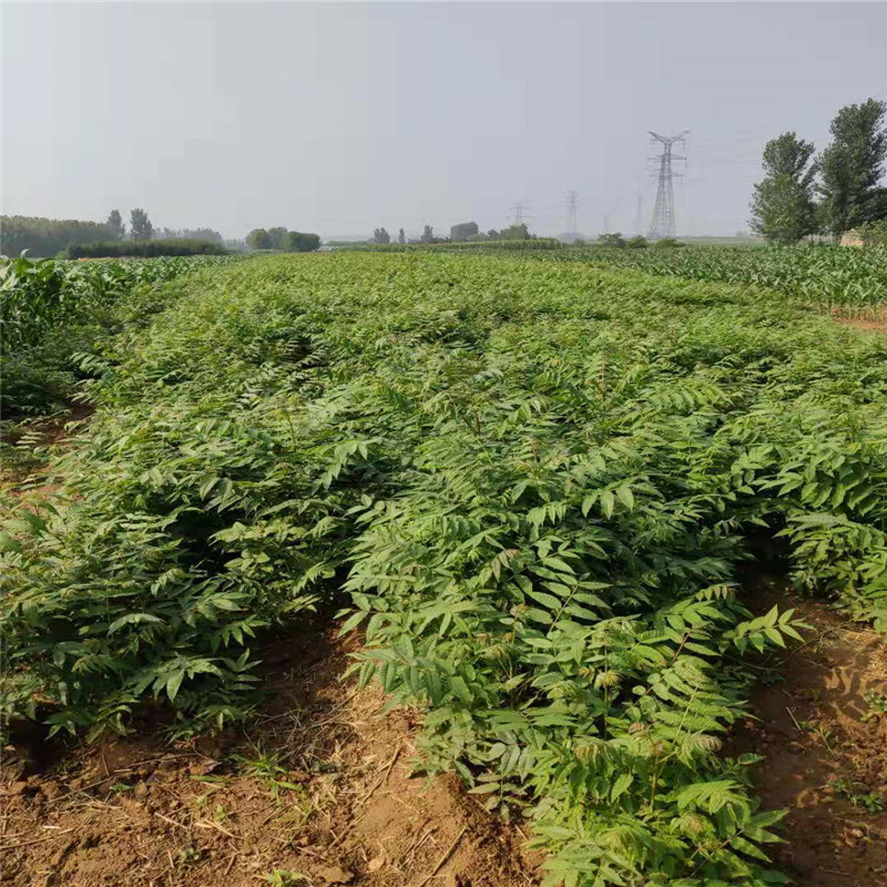 紅油香椿入棚產(chǎn)量高易成活無蟲害暢購無憂好貨價低