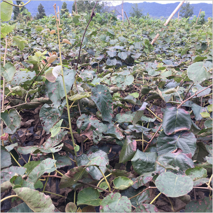 四川徐香獼猴桃苗廠家-供應(yīng)商-批發(fā)