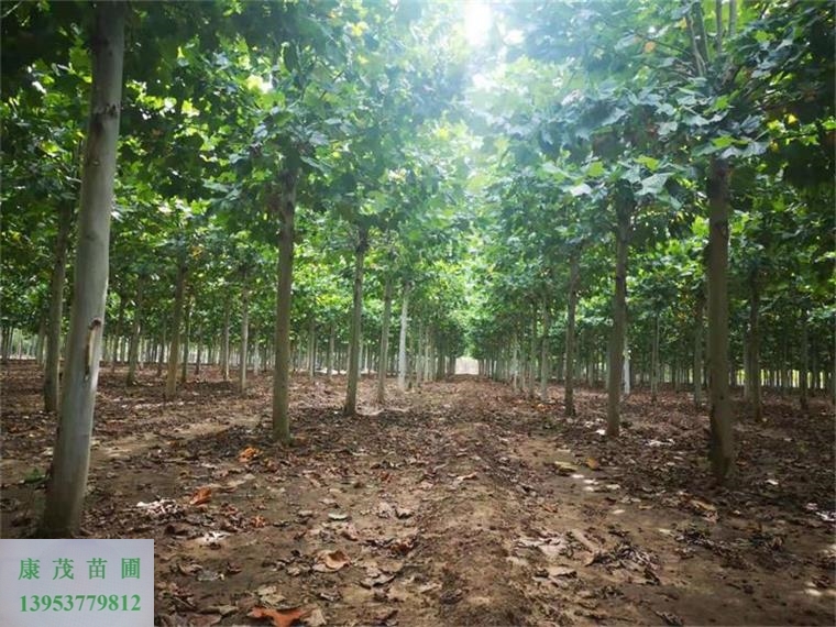 胸徑16-18公分法桐，定桿三年帽法國(guó)梧桐