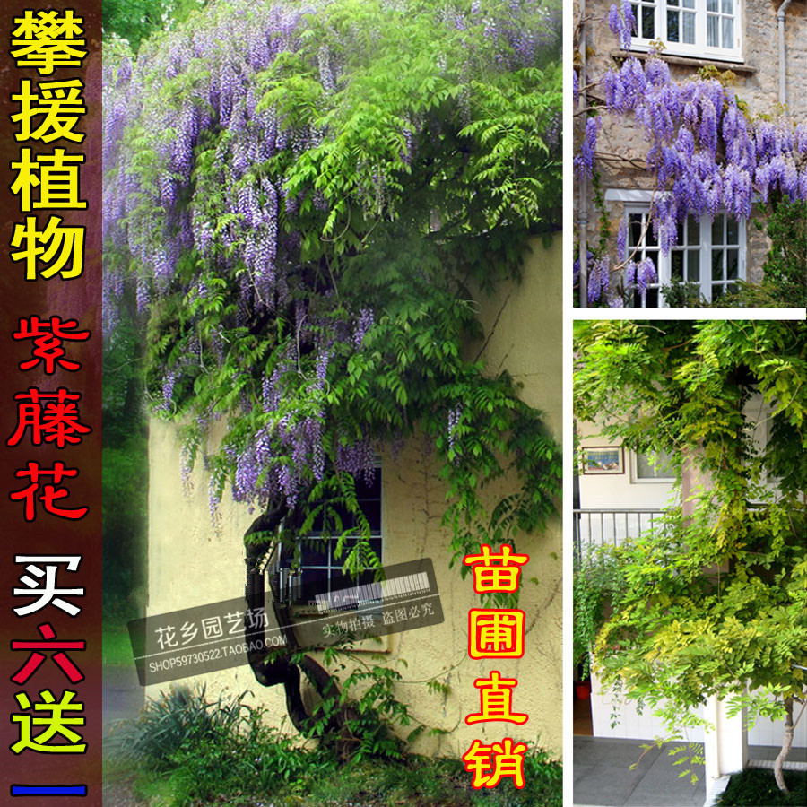 紫藤花培育