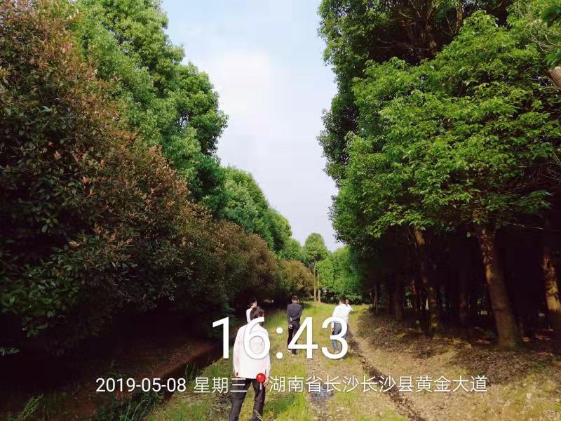 湖北胸徑18-50cm香樟樹基地-【湖北香樟價格】