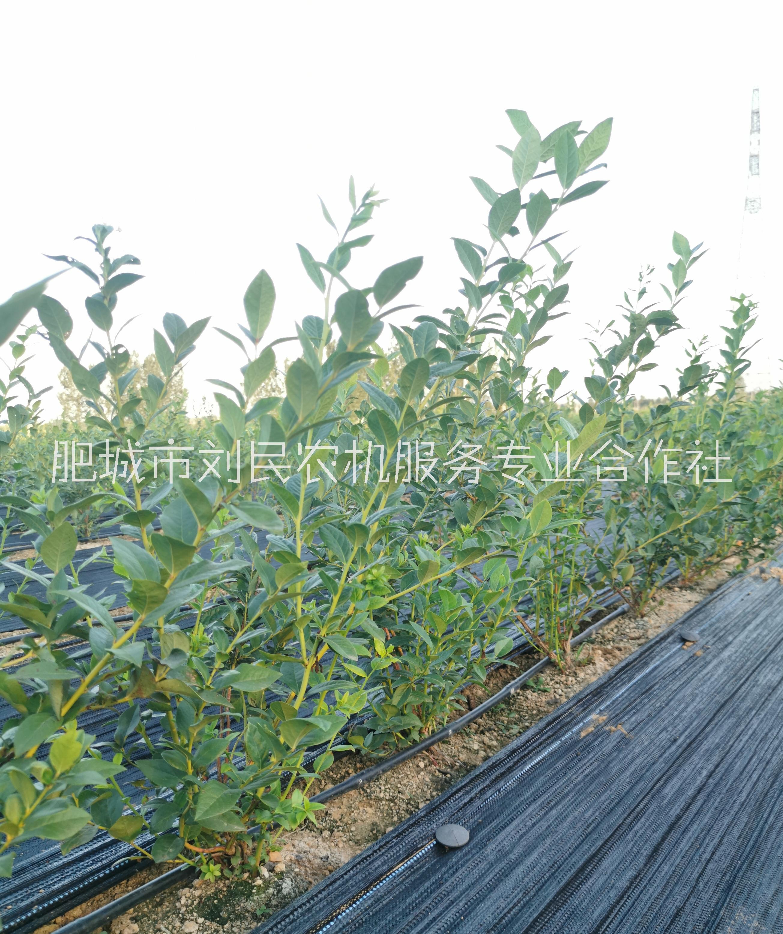 河南藍(lán)莓苗種植園 山東藍(lán)莓苗生產(chǎn)廠家 山東藍(lán)莓苗直銷商 藍(lán)莓苗種植基地
