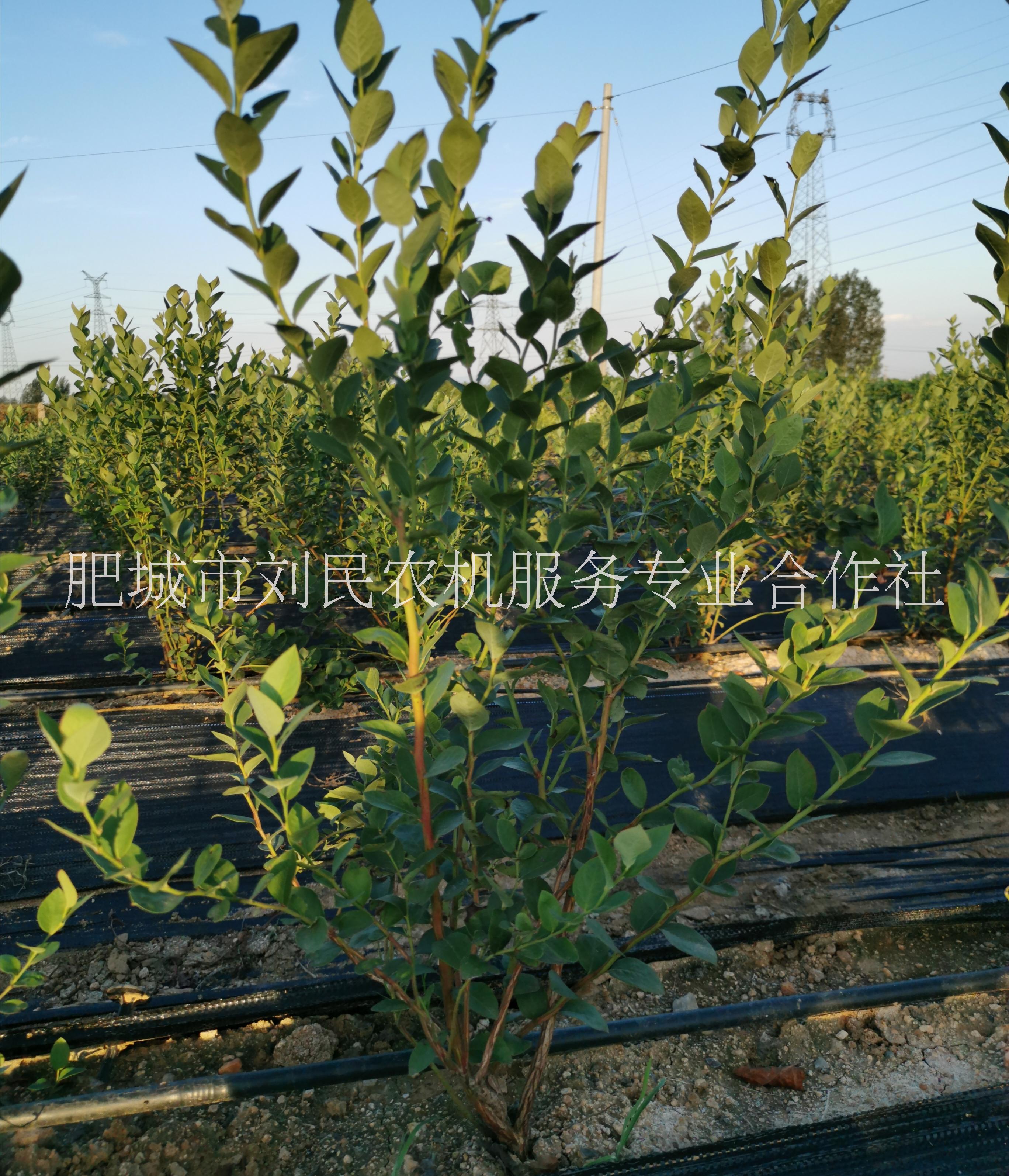 藍(lán)莓地栽苗批發(fā)出售、熱銷、價(jià)格、批發(fā)【肥城市劉民農(nóng)機(jī)服務(wù)專業(yè)合作社】