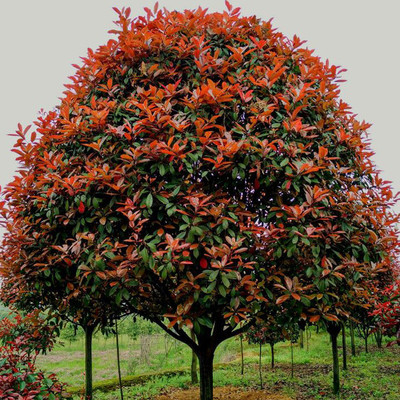 大量批發(fā)紅葉石楠樹-湖南長沙市石楠樹種植基地-批發(fā)苗木