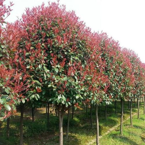 紅葉石楠、種植、批發(fā)、基地【湖南省瀏陽市柏加鎮(zhèn)常青園林有限公司】
