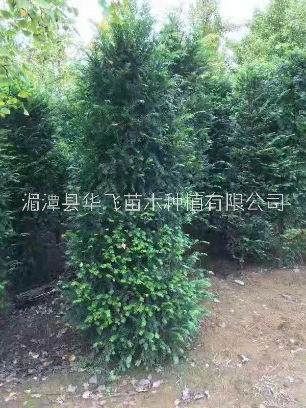 專業(yè)種植紅豆杉基地-遵義市苗木基地-批發(fā)各種樹苗