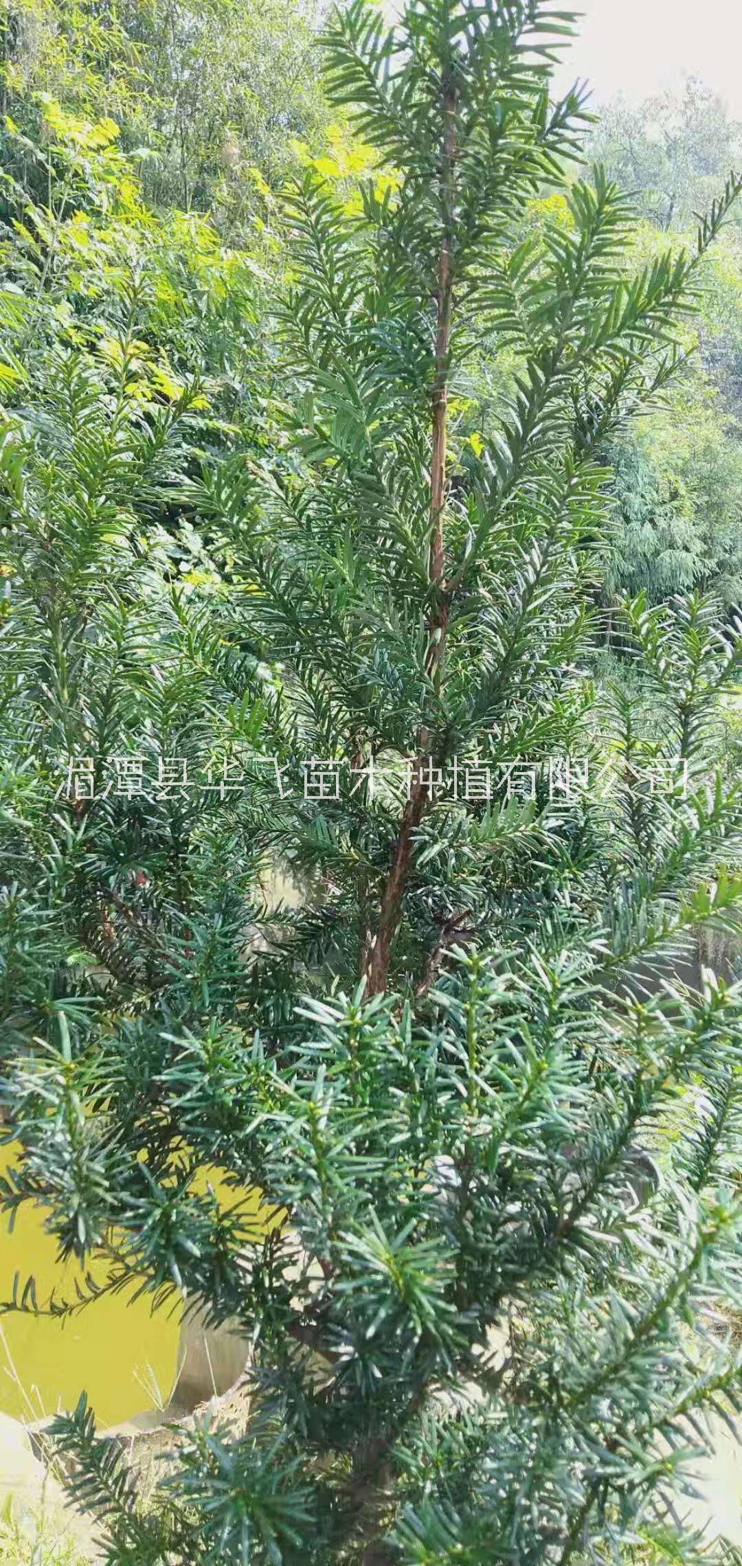 專業(yè)種植紅豆杉基地-遵義市苗木基地-批發(fā)各種樹苗