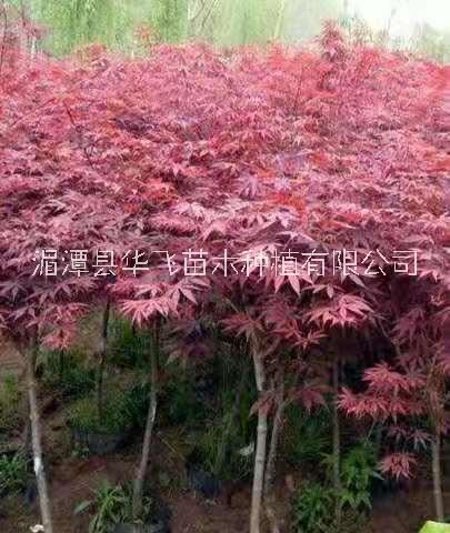 批發(fā)各種規(guī)格紅楓-貴州綠化苗木-價格
