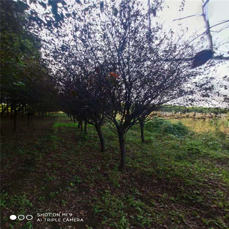 山東9公分美人梅價(jià)格綠化苗木園林植物