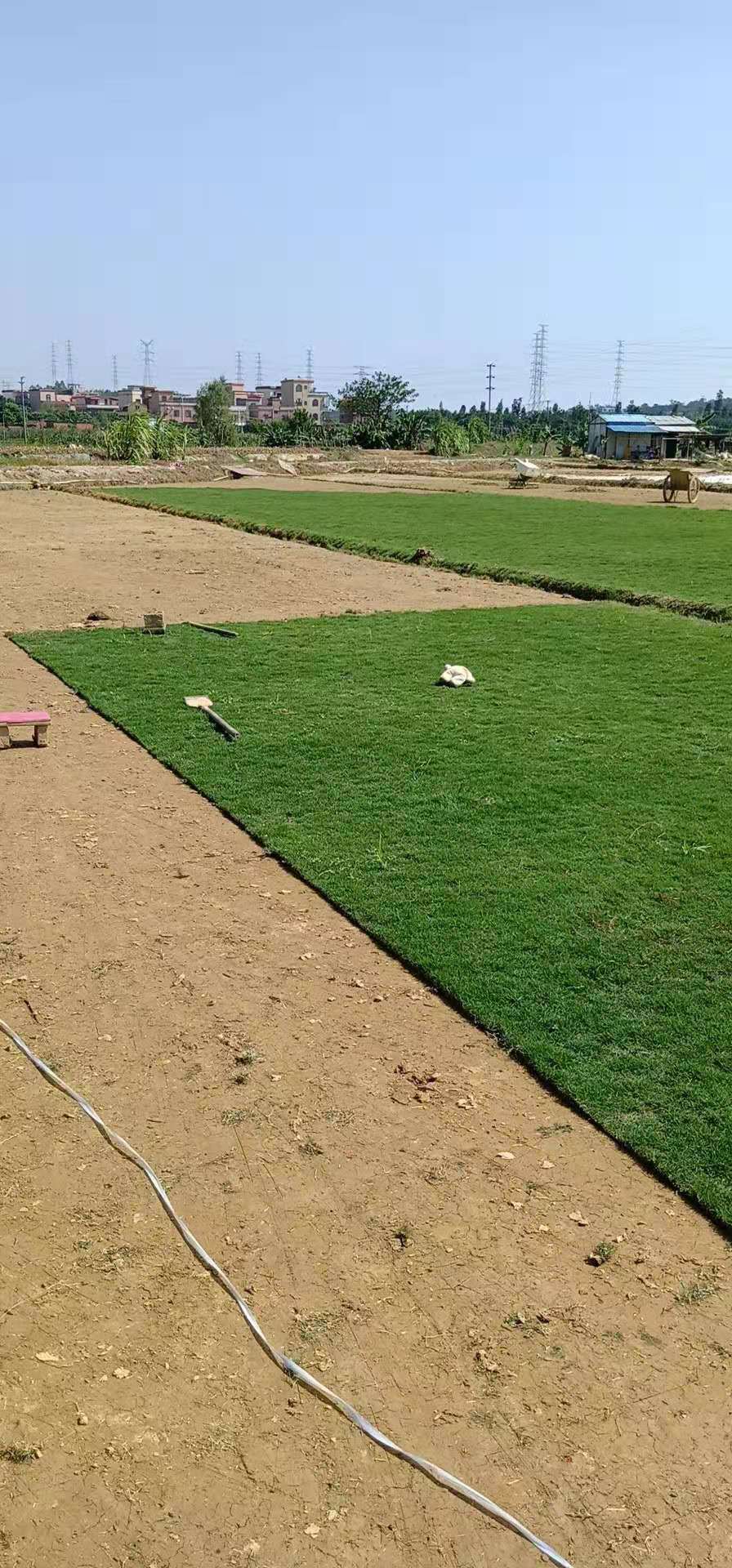 綠化草坪價(jià)格