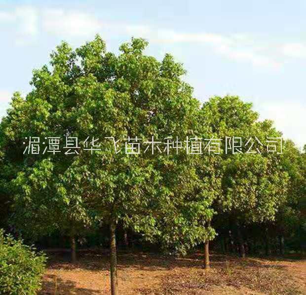 遵義香樟樹優(yōu)質(zhì)種植基地供應(yīng)批發(fā)報(bào)價(jià)電話