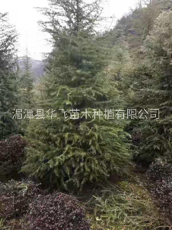 20公分雪松價格-種植技術(shù)-批發(fā)-苗圃電話