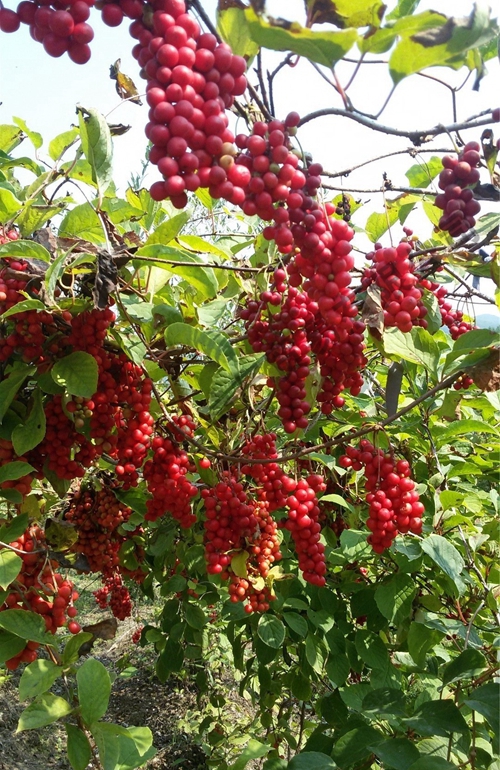 五味子種苗生產(chǎn)基地 種苗批發(fā)