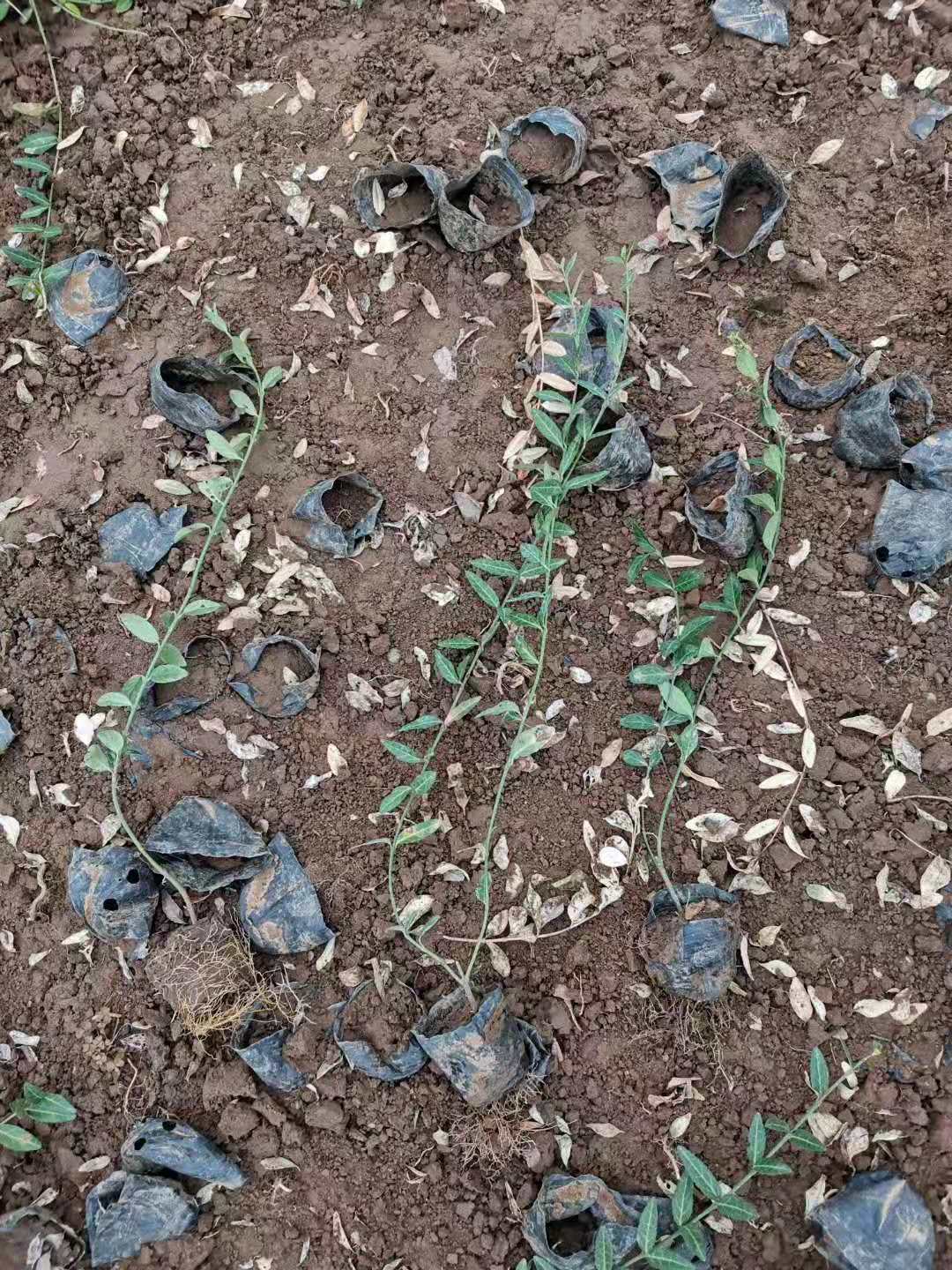 優(yōu)質(zhì)小葉扶芳藤批發(fā)/山東小葉扶芳藤種植基地/臨朐小葉扶芳藤