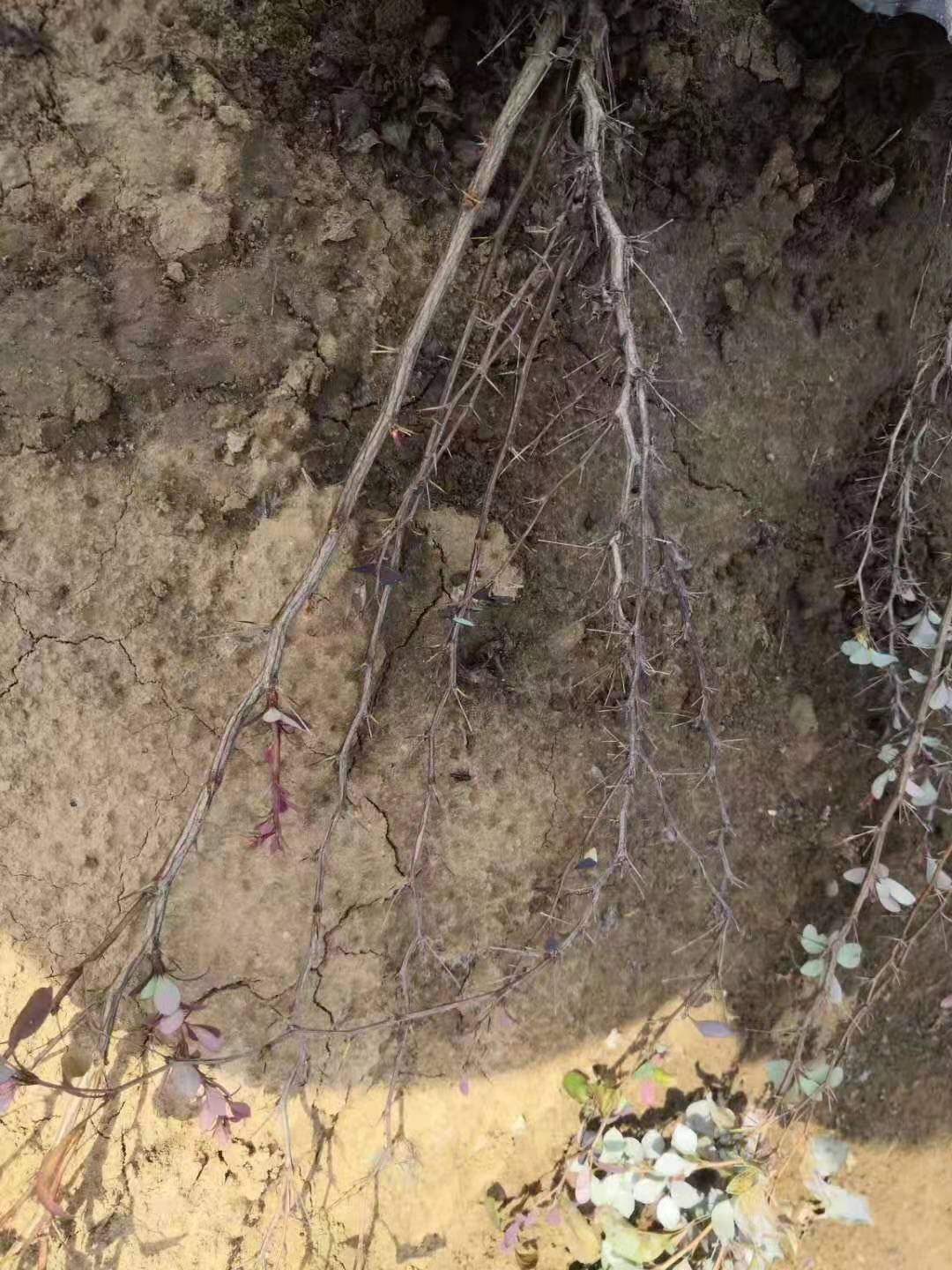 北方紅葉小檗種植基地/臨朐紅葉小檗批發(fā)/紅葉小檗容器苗