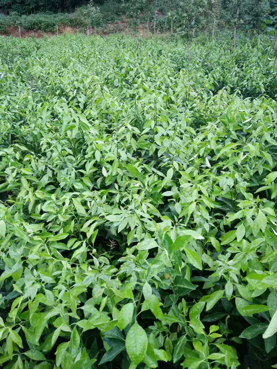 四川091無核沃柑苗基地供應(yīng)商種植多少錢一顆報價電話