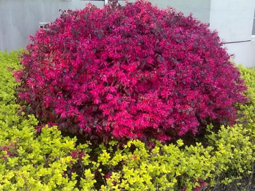 廣東紅花桎木、廠家、種植、基地、報價【湖南省瀏陽市柏加鎮(zhèn)常青園林有限公司】