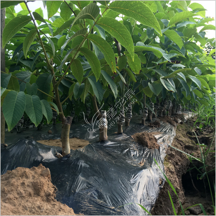 四川紙皮核桃苗廠家-供應(yīng)商-批發(fā)