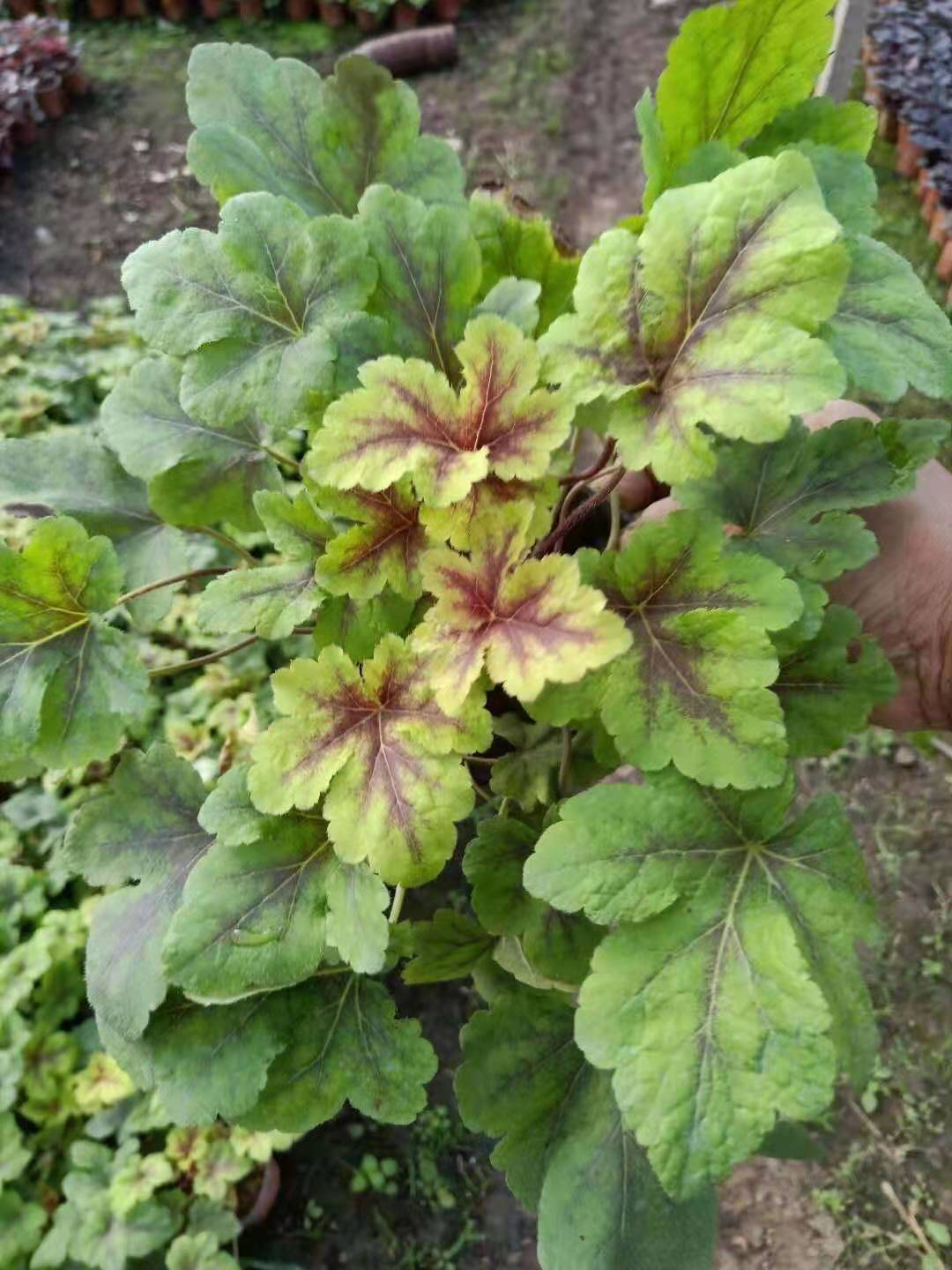 山東礬根價格/北方礬根種植基地/濰坊礬根批發(fā)