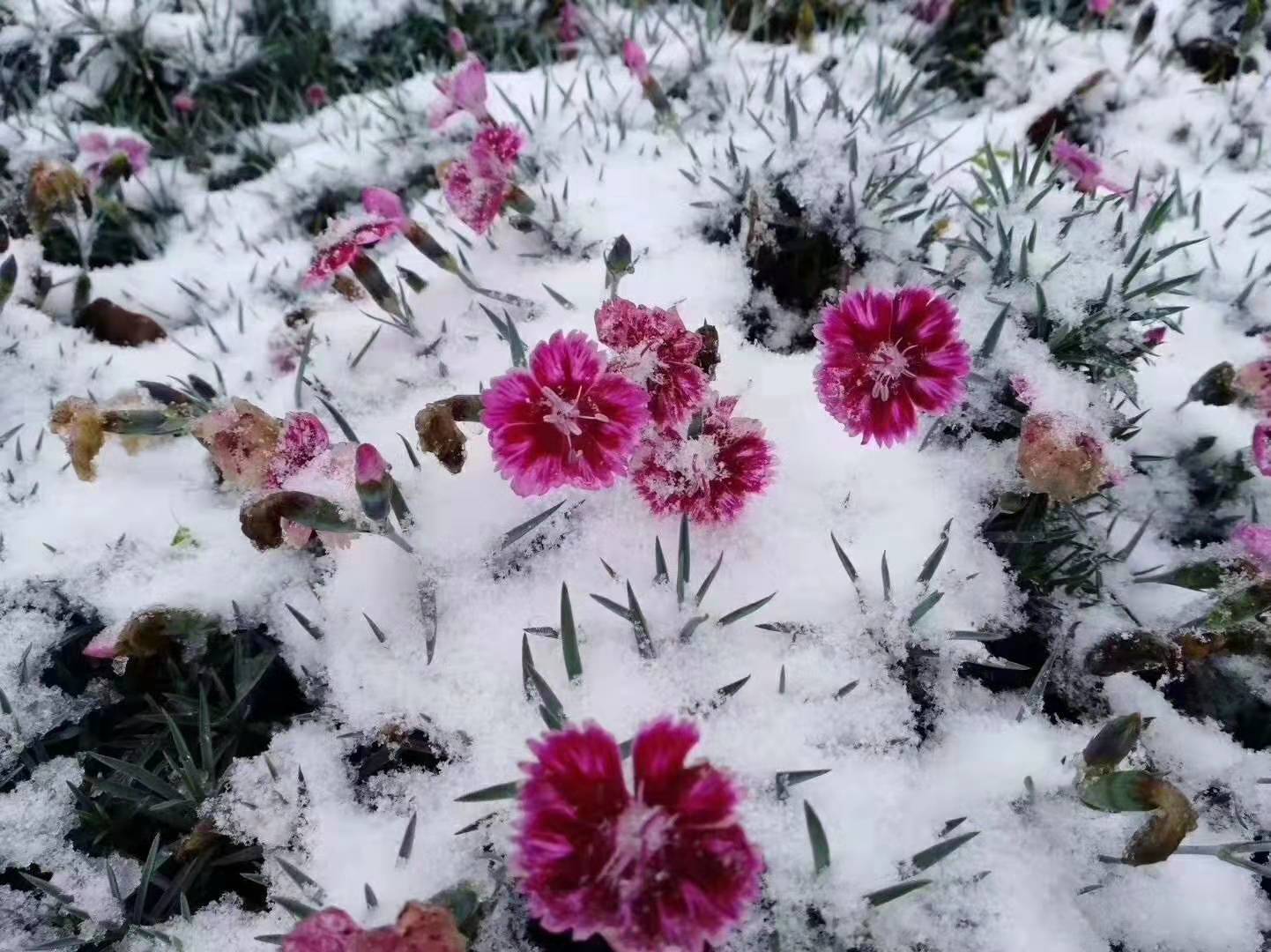 臨朐歐石竹價(jià)格/臨朐歐石竹種植基地/臨朐歐石竹批發(fā)