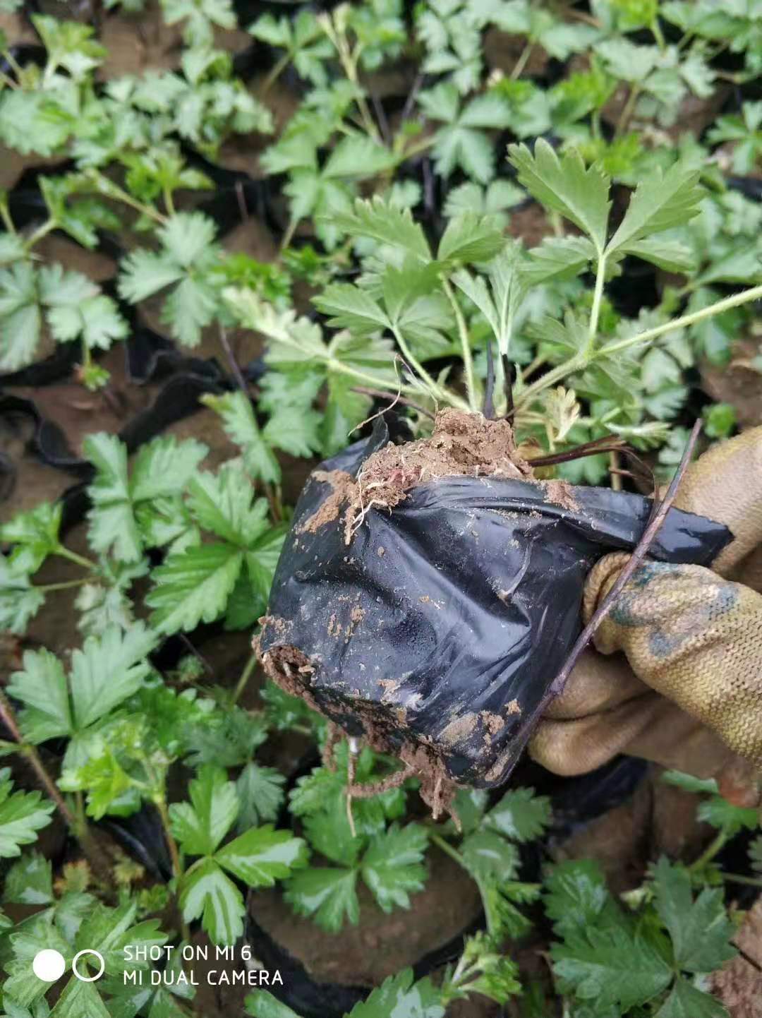 山東三葉委陵菜價格/山東哪里賣三葉委陵菜/山東三葉委陵菜種植基地