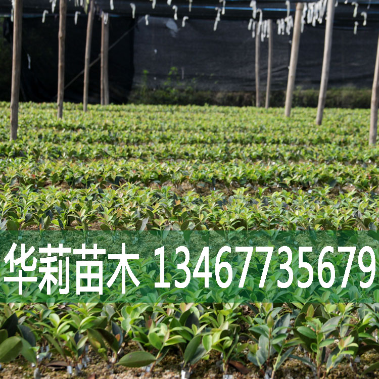 油茶籽苗哪家好/報(bào)價(jià)/直銷
