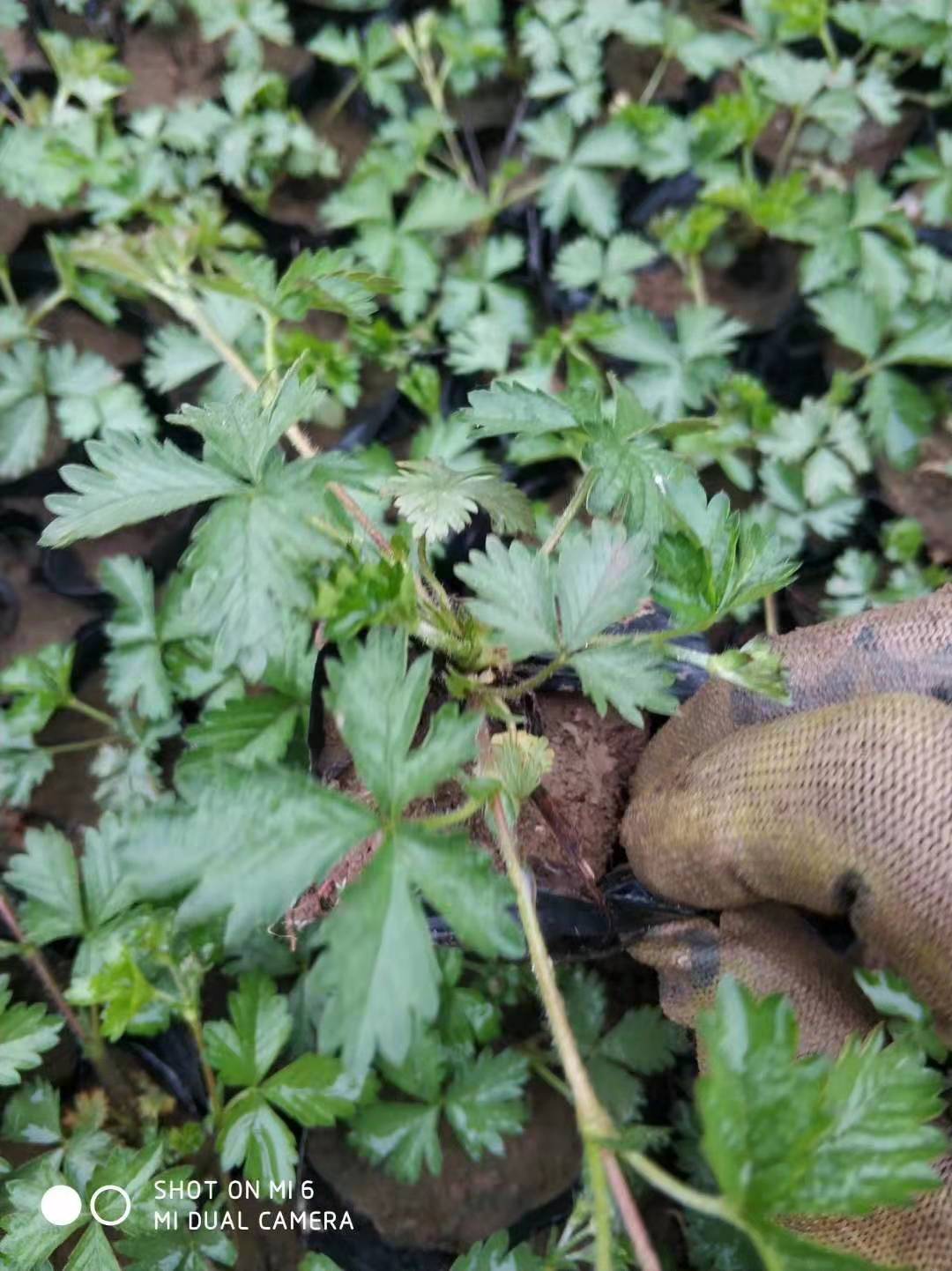 山東三葉委陵菜價格/山東哪里賣三葉委陵菜/山東三葉委陵菜種植基地