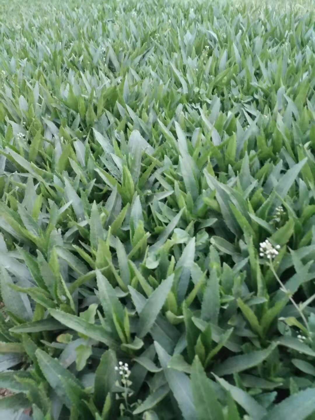 臨朐假龍頭價(jià)格/臨朐假龍頭種植基地/山東哪里買假龍頭