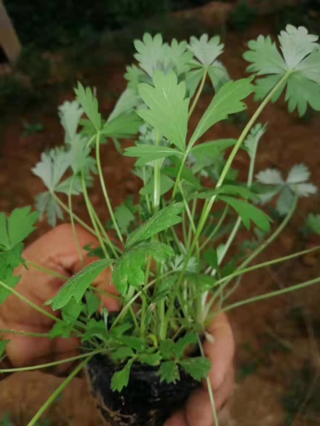 五葉委陵菜價格/濰坊五葉委陵菜出售/臨朐優(yōu)質(zhì)五葉委陵菜