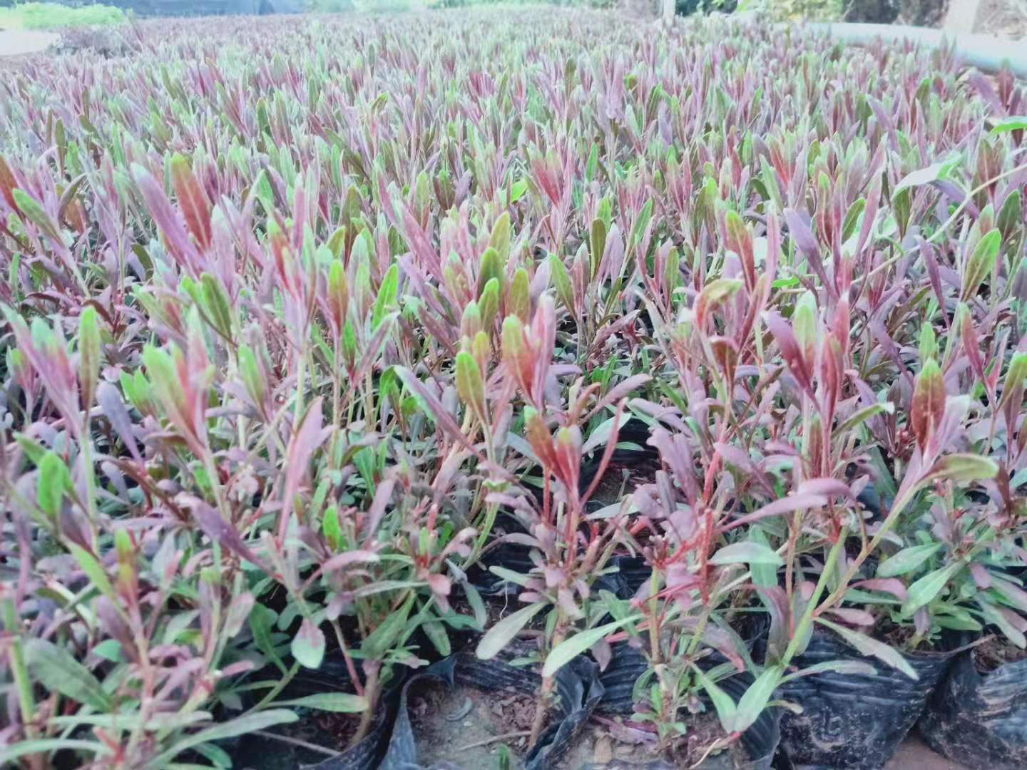 山東紅花山桃草價格/山東紅花山桃草種植基地/臨朐紅花山桃草批發(fā)