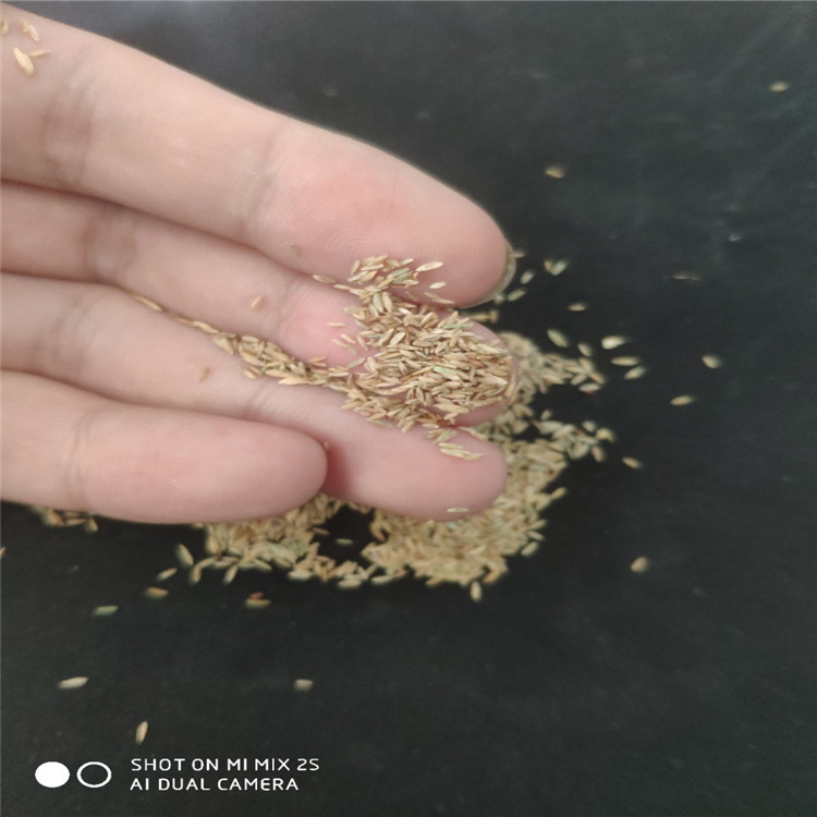 遼寧 早熟禾種子 批發(fā)價格廠家直銷報價多少錢