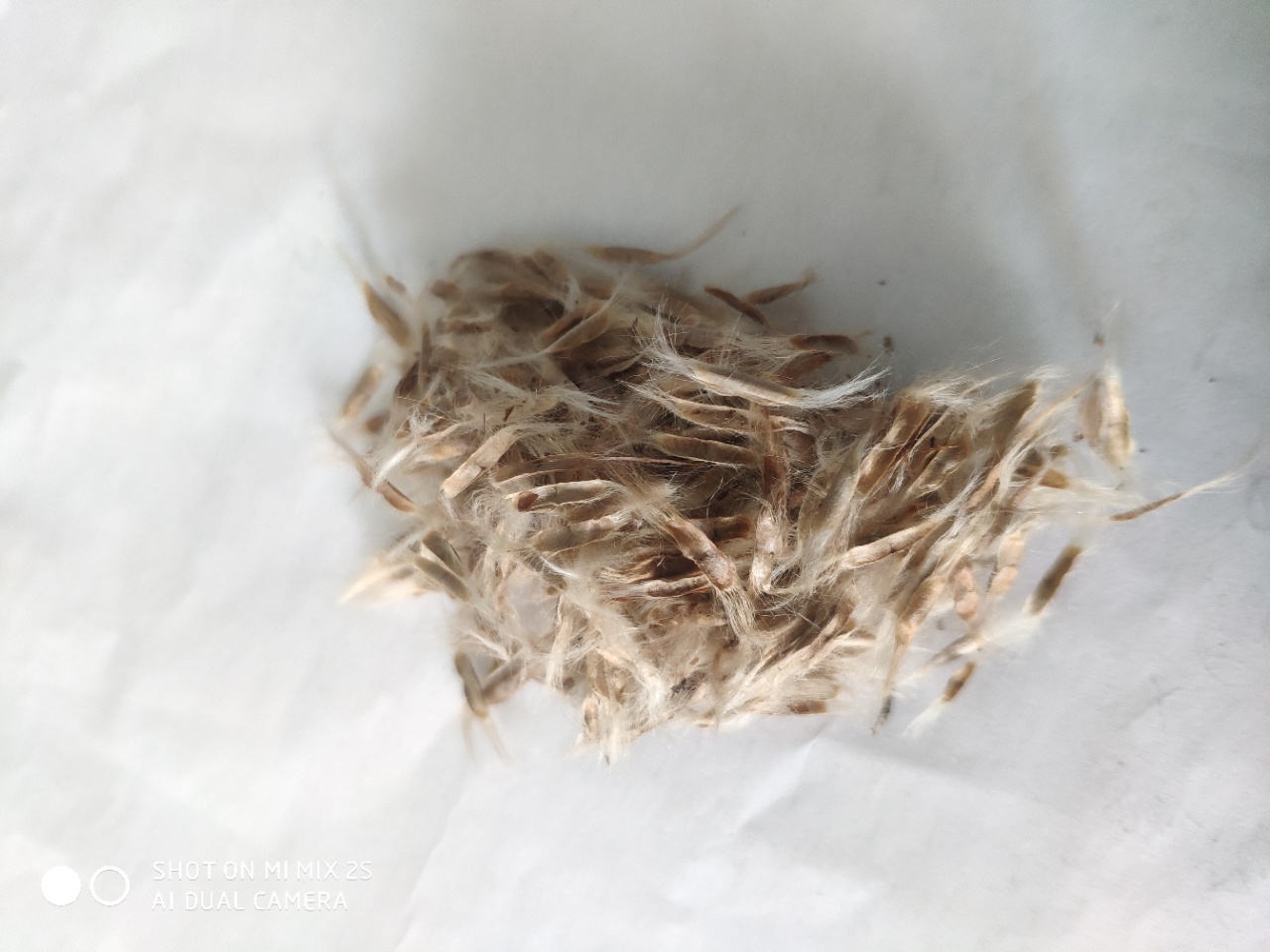 東北 梓樹種子 批發(fā)價格多少錢廠家直銷報價