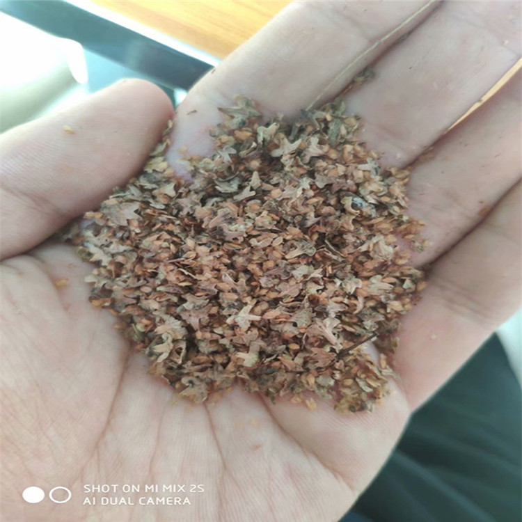 供應(yīng)  白樺種子 批發(fā)價格廠家直銷報價多少錢