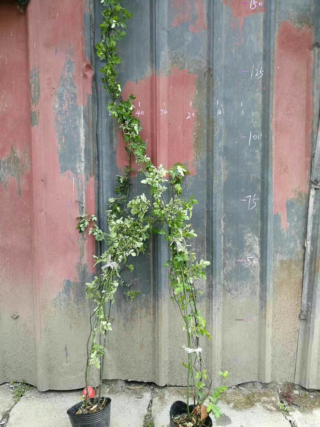 重慶薔薇基地-重慶薔薇批發(fā)價格-【溫江區(qū)和盛鎮(zhèn)吳楊成園藝場】