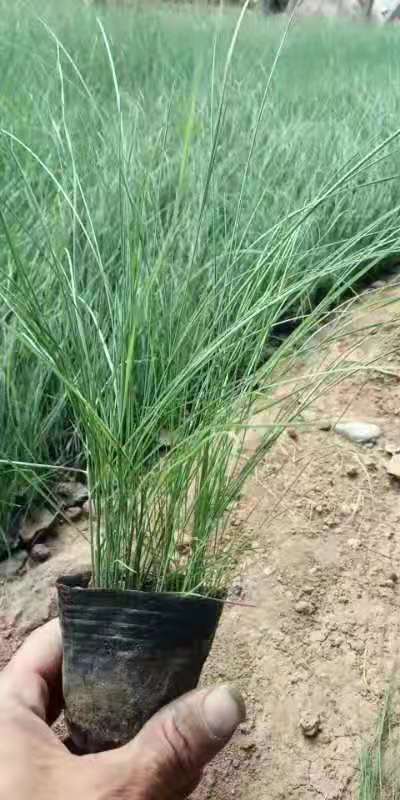 山東粉黛亂子草種植基地/ 山東粉黛亂子草哪里的好/北方草粉黛亂子批發(fā)