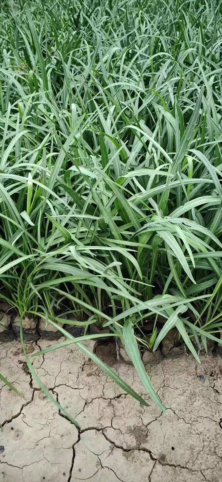 臨朐蛇鞭菊價(jià)格/臨朐蛇鞭菊出售/濰坊優(yōu)質(zhì)蛇鞭菊基地