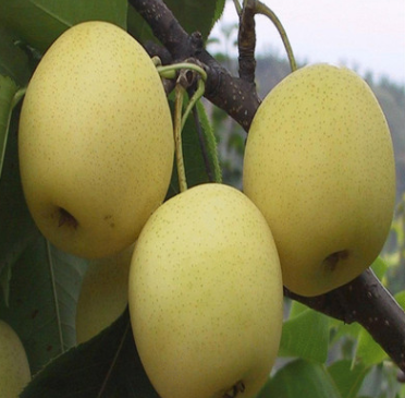 梨樹(shù)苗直銷